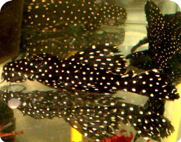 L007 Vampire Pleco - 3 inch L007 Vampire Pleco - 3 inch